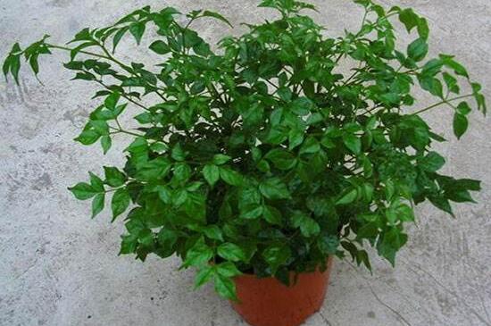 幸福樹開花什么預(yù)兆、寓意著家庭和睦，幸?？鞓?吉兆)