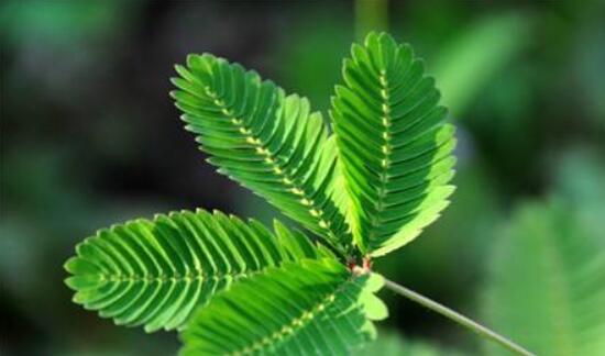 含羞草怎么養(yǎng)護，老農(nóng)總結(jié)五點最實用方法