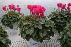 仙客來好養(yǎng)活嗎，5步教你養(yǎng)好仙客來