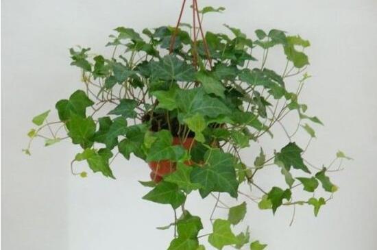 常春藤掉葉子怎么辦，四種原因以及解決辦法