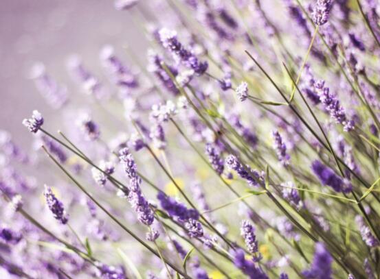 薰衣草精油的功效與用法，美容養(yǎng)顏、舒緩心情