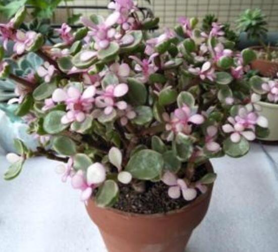 雅樂之舞的扦插技巧，老農(nóng)總結(jié)六個(gè)最簡(jiǎn)易基本步驟