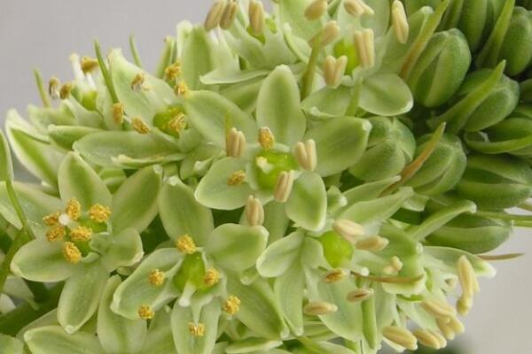 萬(wàn)年青開(kāi)花好嗎，寓意健康長(zhǎng)壽，吉祥如意