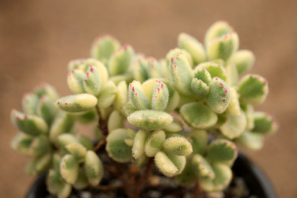 熊童子冬天怎么養(yǎng)，控溫控水/增光施肥