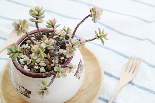 雅樂(lè)之舞怎么修枝，建議在春秋季節(jié)進(jìn)行修剪