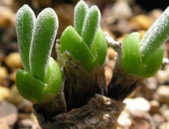 碧光環(huán)多肉怎么養(yǎng)，注意土壤透氣性、控水控溫度
