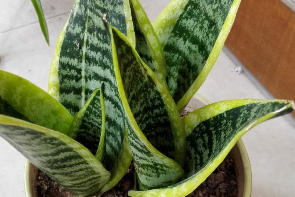 虎皮蘭長的細怎么辦