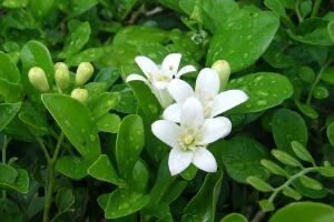 九里香葉子為什么發(fā)黃，九里香葉子發(fā)黃怎么辦