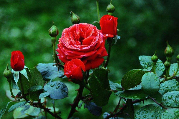 月季越開(kāi)越小怎么辦