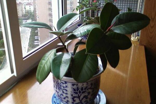 家里養(yǎng)橡皮樹有什么好處，從觀賞、凈化、風(fēng)水三個方面來看