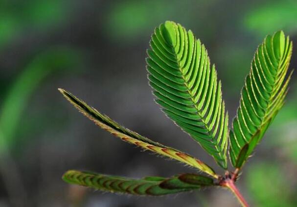 含羞草夏天能播種嗎，不能種/只能在春秋兩季栽種