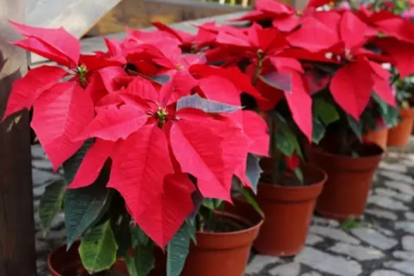 一品紅花什么季節(jié)開(kāi)花