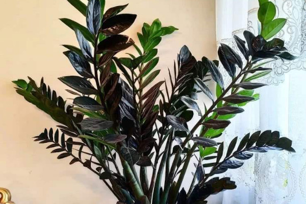 金錢樹(shù)移栽應(yīng)注意事項(xiàng)