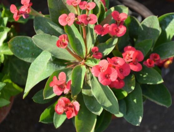 虎刺梅扦插方法，教你五個(gè)步驟扦插爆盆