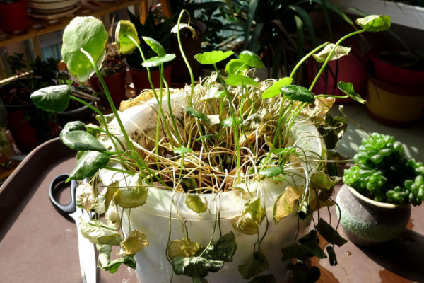 銅錢(qián)草冬天怎么養(yǎng)