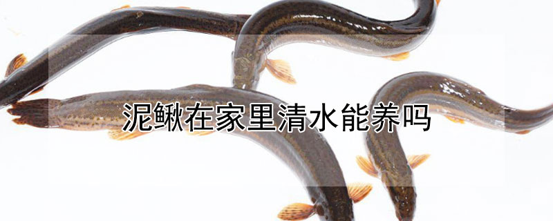 泥鰍在家里清水能養(yǎng)嗎