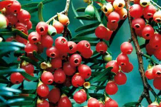 紅豆杉用什么土栽培好，疏松透氣、保水保肥