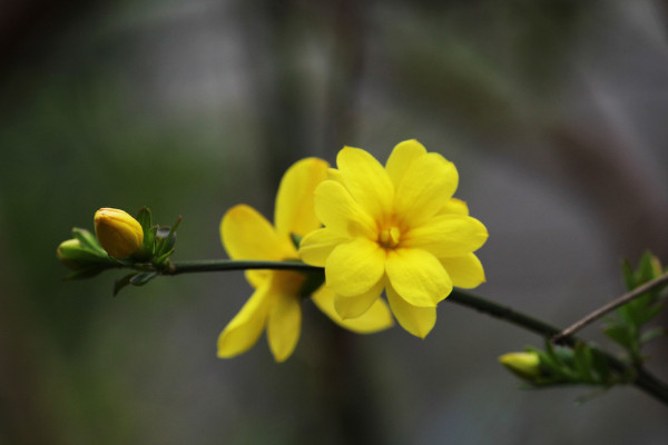 迎春花怎么養(yǎng)殖方法