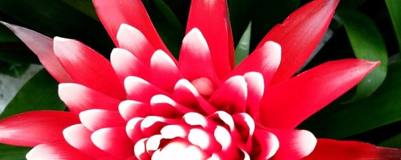 鴻運當(dāng)頭可以曬太陽嗎