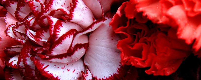 怎樣讓水養(yǎng)康乃馨花苞開出來