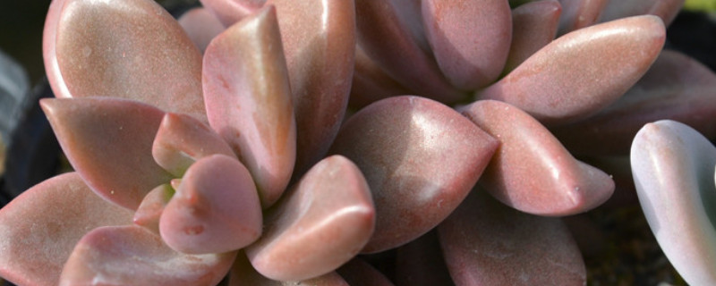 姬朧月多肉怎么養(yǎng)殖