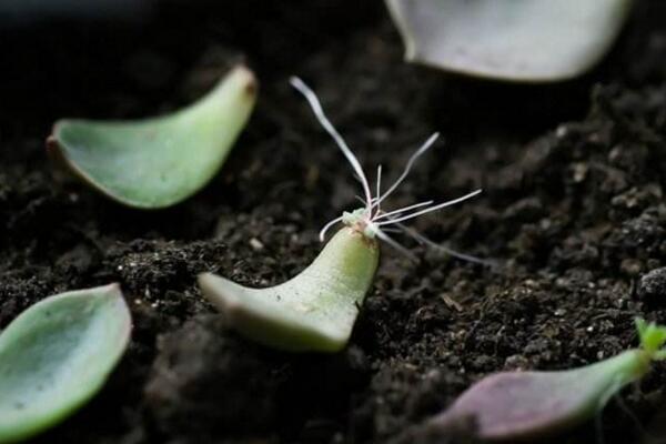 寶石花怎樣用葉子繁殖，寶石紅葉子繁殖5大要點(diǎn)