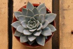 寶石花怎樣用葉子繁殖，寶石紅葉子繁殖5大要點(diǎn)