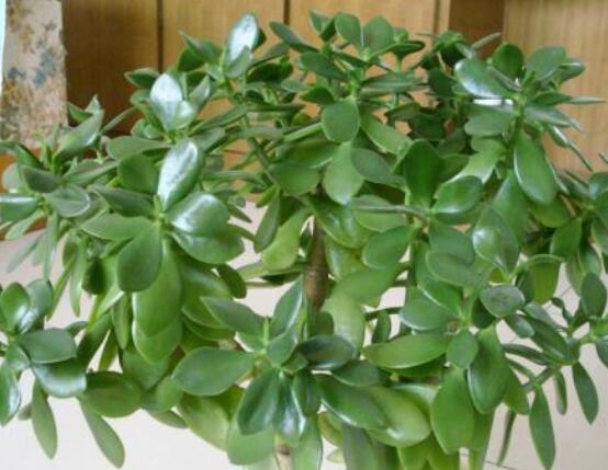 植物燕子掌有毒嗎，無(wú)毒與有毒需待進(jìn)一步科學(xué)考證(證據(jù)不足)