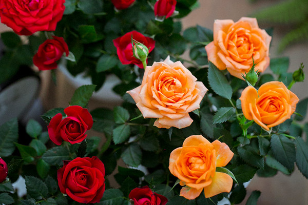 盆栽小玫瑰花怎么養(yǎng)