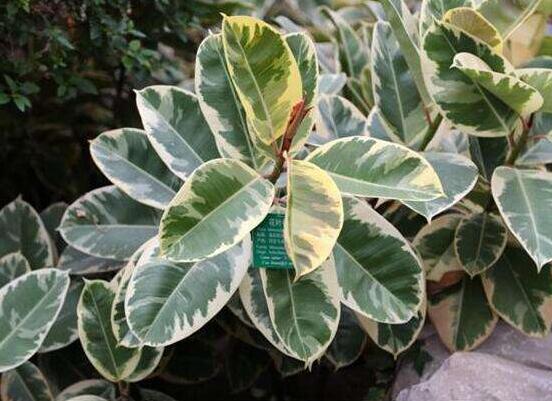 橡皮樹常見品種，盤點(diǎn)最好看的五大種類