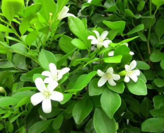 九里香多大開花，幼苗開花需3-4年/成株年年開花