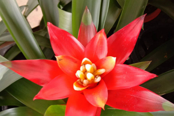 鴻運(yùn)當(dāng)頭花怎么培育