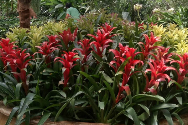 鴻運當(dāng)頭什么時候分栽