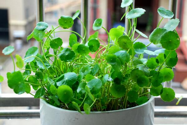 銅錢草的根怎么水培，既簡單又實用