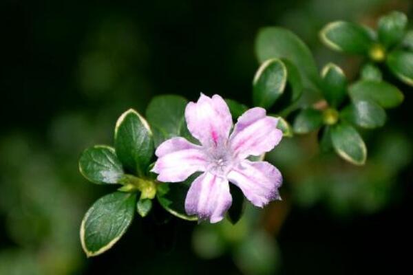 六月雪適合室內(nèi)養(yǎng)殖嗎，做好通風(fēng)可以養(yǎng)在室內(nèi)