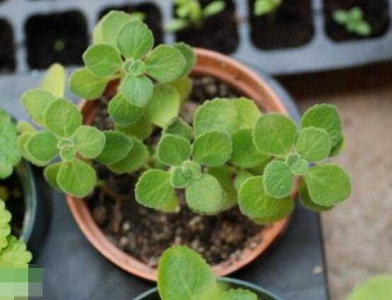 碰碰香木質(zhì)化怎么辦，只需要立馬重新進行扦插繁殖