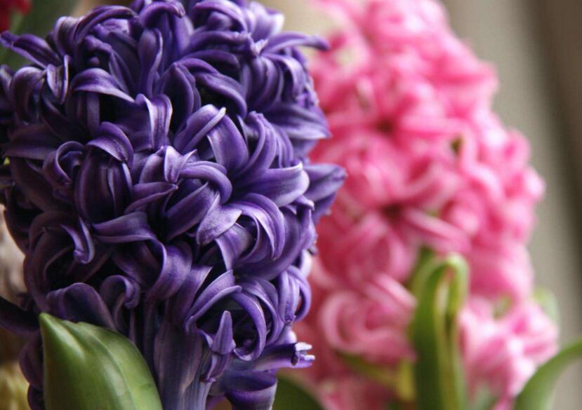 風(fēng)信子土培的養(yǎng)殖方法，要從土壤等5個方面注意