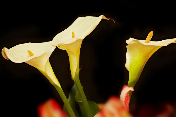 馬蹄蓮花怎么養(yǎng)，使用肥沃疏松養(yǎng)分足的粘壤土栽培