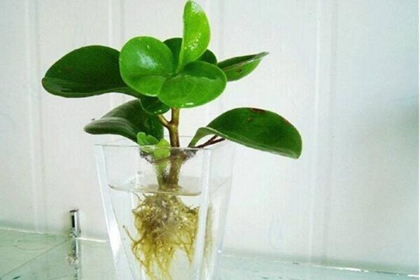 青葉碧玉的養(yǎng)殖方法，掌握5大要點(diǎn)