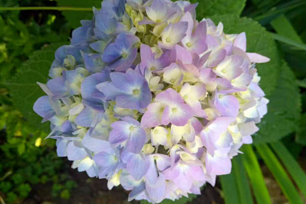 無盡夏枝條太細(xì)怎么辦