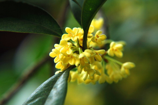 桂花樹(shù)苗怎樣移栽