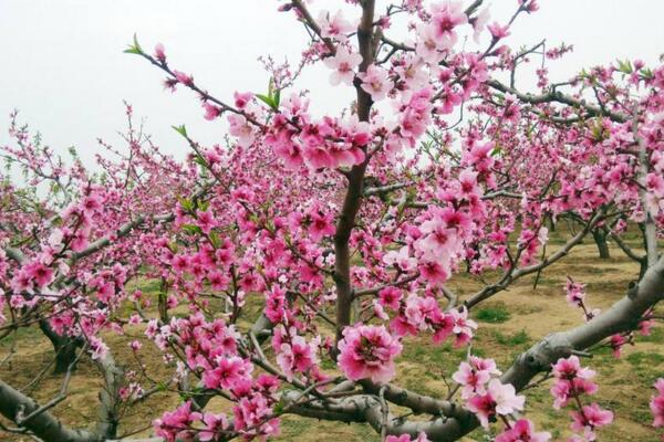 桃花的生長環(huán)境，對(duì)光照的需求非常高