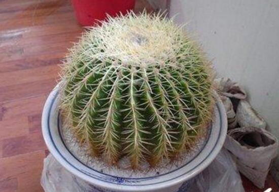 仙人球怎么繁殖，仙人球的扦插方法