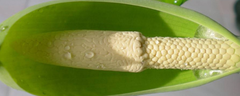 滴水觀音夏天的養(yǎng)殖方法