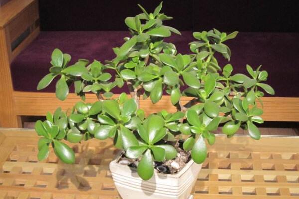 玉樹葉子發(fā)黃的處理方法，四種原因以及處理方法