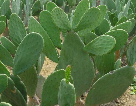 仙人掌的藥用價值，盤點仙人掌八大藥用療效