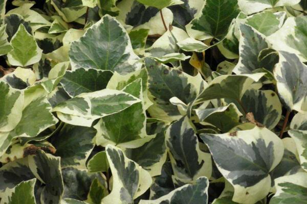 常春藤哪個品種最好，中華常春藤最為常見