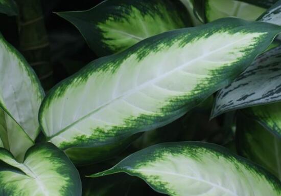 厚葉萬年青有毒嗎，誤食致人聲帶變啞、胃腸腫痛