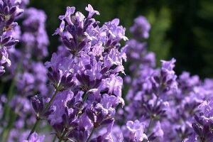 薰衣草施什么肥好，薰衣草施肥方法