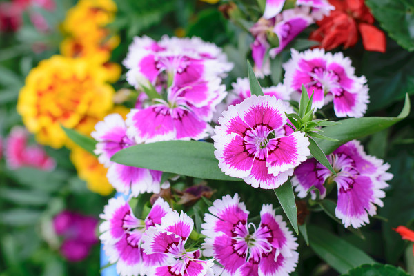 康乃馨種子的養(yǎng)殖方法和注意事項(xiàng)